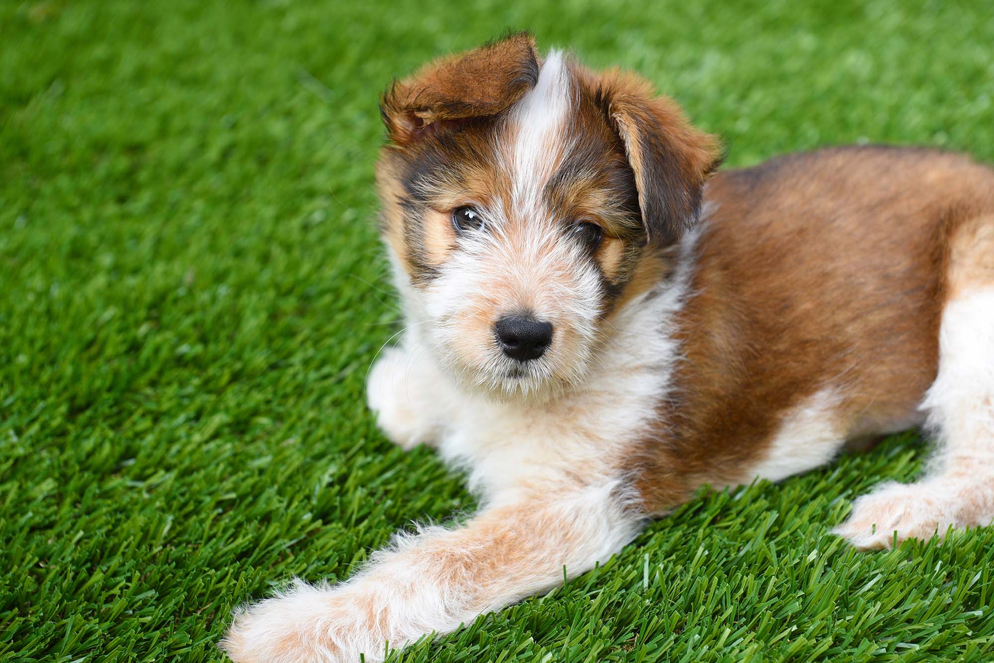 Pet turf Turf in Dalton, GA from Sports Turf Warehouse